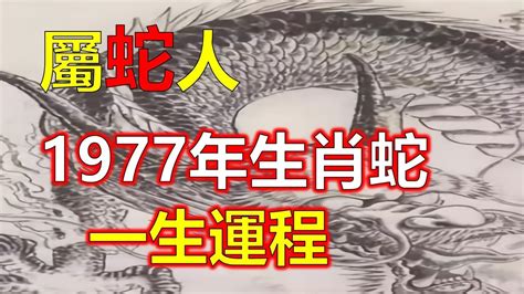 土蛇1977|1977年生肖蛇生人命運如何？五行屬土蛇命？